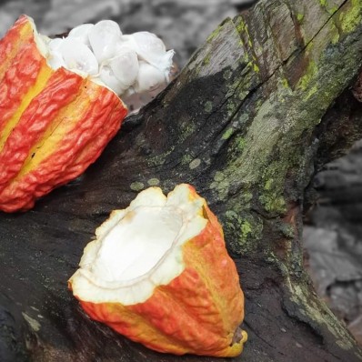 Bạn đã biết cách ăn trái cacao tươi?