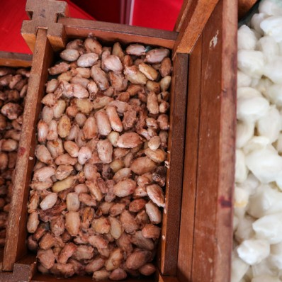 Quá trình chế biến và sản xuất Cacao