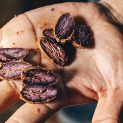 What it’s like to eat cacao fruit