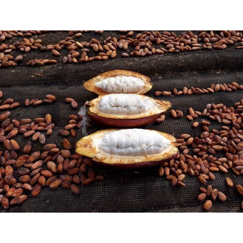 Fermented dried cocoa beans 1kg