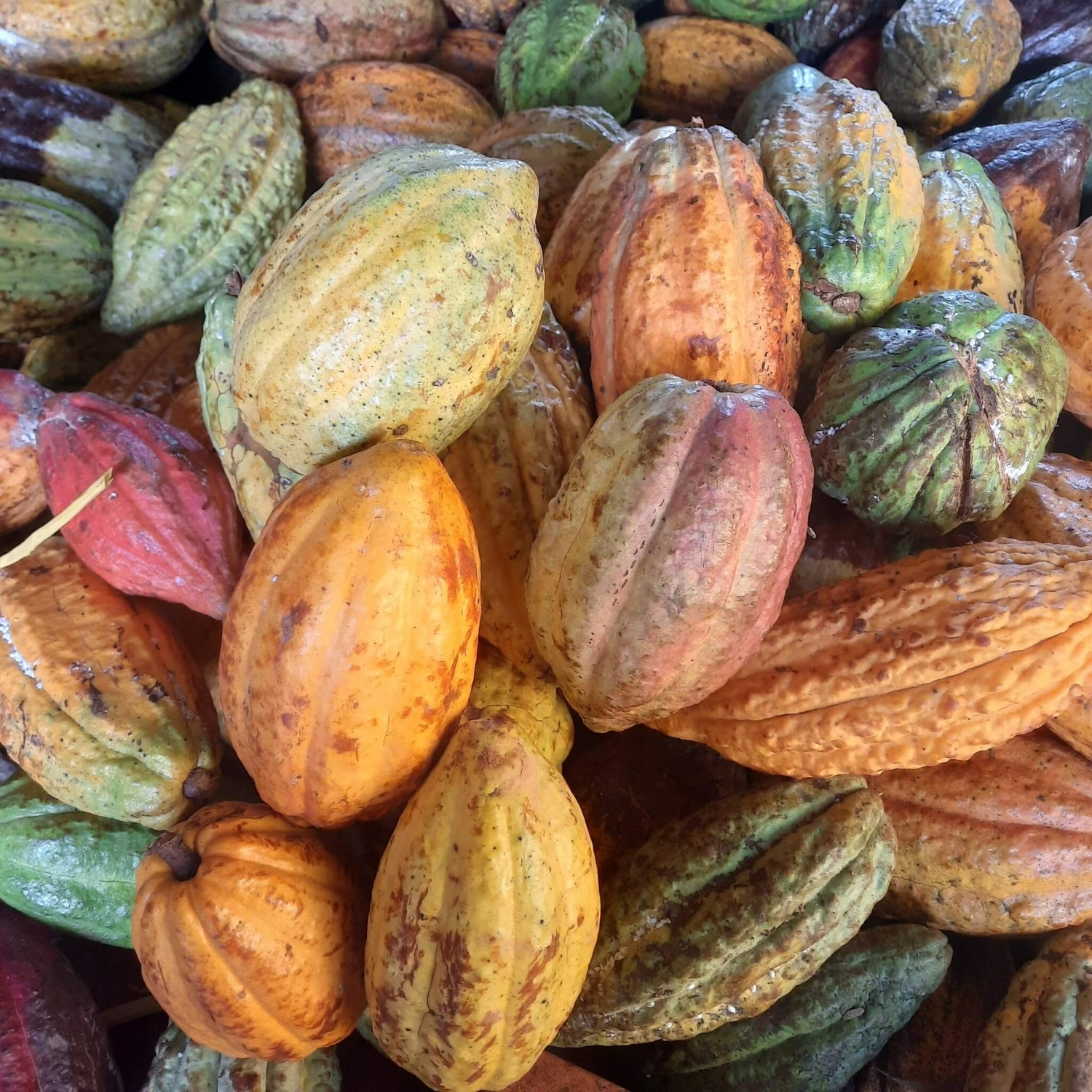 Trái cacao tươi - 1 Kg