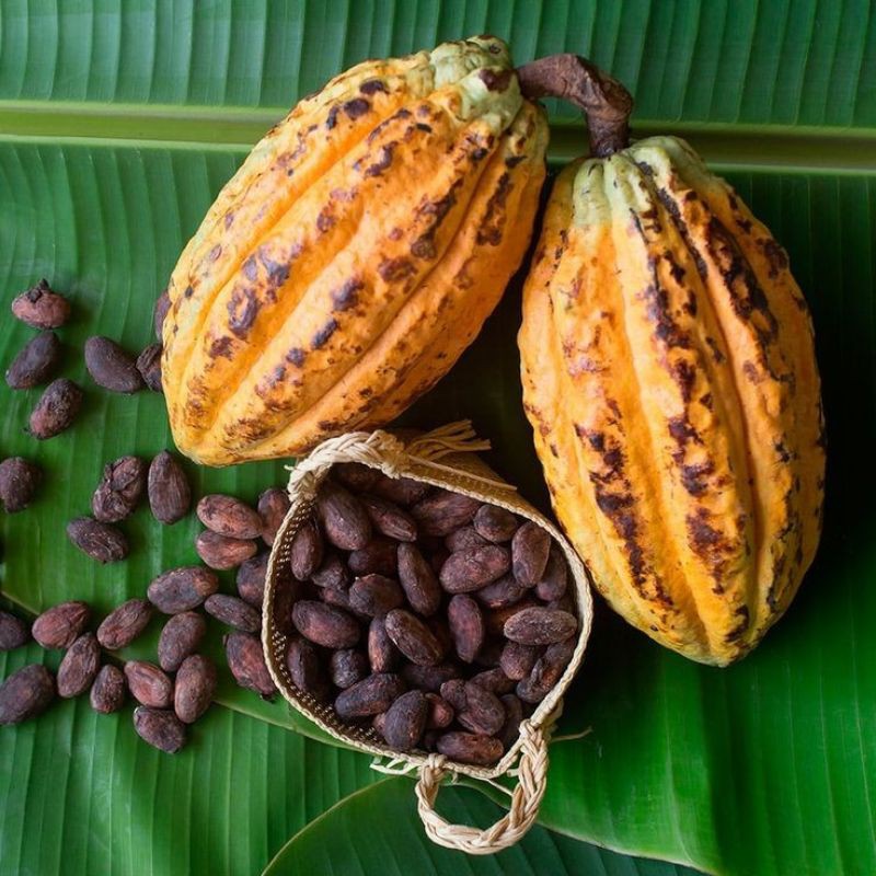 Hạt cacao thô lên men