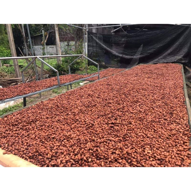 Hạt cacao thô lên men