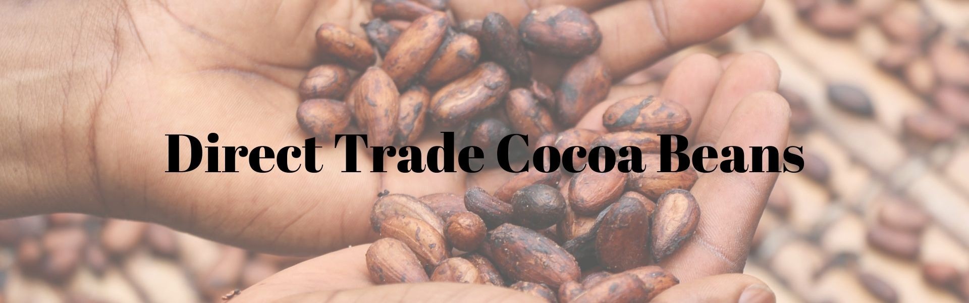 cocoa beans Promotion 101